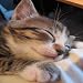 Katzen Getränke Untersetzer (361)