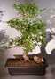 Bonsai Boy's Chinese Elm Bonsai Tree ulmus parvifolia