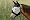 Cashel Standard Fly Mask with Ears, Yearling