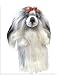 shih_tzu18shih tzu - Daphnes Shih Tzu Golf Headcover