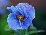 41fMR4mzr5L. SL160  4 Himalayan Blue Poppy Plants   Meconopsis   3 Pot