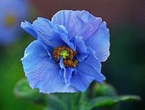 4 Himalayan Blue Poppy Plants - Meconopsis - 2 1/2" Pot