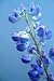 Blue Flower - 18