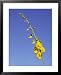 New-Holland Rattlepod, Crotalaria Novae-Hollandiae, Desert Flower, Australia Framed Art Poster Print by Jason Edwards, 25x31