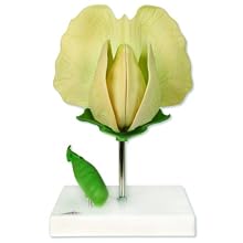 3B Scientific T21026 Pea (Pisum sativum), 10" x 7" x 10-1/2"