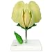 3B Scientific T21026 Pea (Pisum sativum), 10" x 7" x 10-1/2"