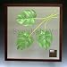 F-style リーフパネル・Monstera deliciosa モンステラ　デリシオサ　525x525x30mm