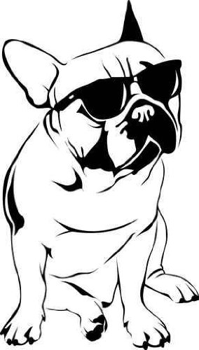 Cool Boy - French Bulldog - 72
