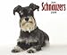 schnauzer20 - Just Schnauzers 2009 Wall Calendar