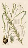 Curtis 1840 Antique Print of the Sharp-Scale Spiked Liatris