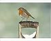 Photographic Print of Robin Erithacus rubecula on snow covered spade handle in garden Kent UK winter from David Tipling