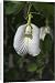 Canvas Prints of DH-3572 Butterfly Pea flower - This is the white variety from Ardea Wildlife Pets