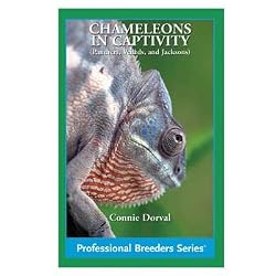 TREX CHAMELEONS IN CAPTIVITY