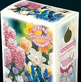 NEW! Container Collection - 24 Bulbs - Spring Blooms