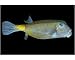 Photographic Print of Yellow boxfish, Ostracion cubicus, large adult, Namu atoll, Marshall Islands... from Specialist Stock