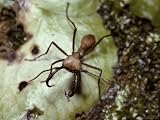 A Close View of an Army Ant Soldier with Formidible Pincers Photographic Poster Print, 48x36