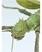 10x8 Photograph (25x20cm) Stick insect head by Science Photo Library