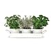 White Enamel Planters on a Tray