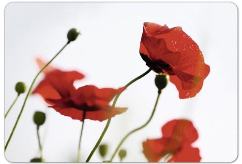 Emsa 509421 Brettchen Corn poppies Preisvergleich