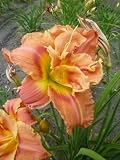 Amazon / Hirts: Perennials; Sun: Congo Coral Double Daylily Perennial-Hemerocallis-NEW!