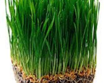 Organic (Certified USDA)Hard Red Wheat Seeds by Stonysoil Seed Company for growing Wheat grass for juicing,or Sprouting
