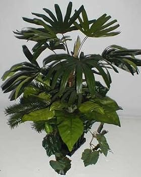 30" Raphis Palm, Birds Nest Fern Cycas & Ivy Arrangement