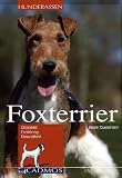 Foxterrier: Charakter, Erziehung, Gesundheit