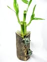 9GreenBox - Live 3 Style Lucky Bamboo Plant Arrang Handmade Ceramic Vase with 2 Frog