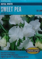 Royal White Sweet Pea Seeds