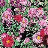Organic Giant Princess Aster - 100 Seeds - Callistephus