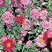 Organic Giant Princess Aster - 100 Seeds - Callistephus