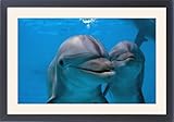 IMAGE OF Framed Prints of IMG 6577 Bottlenose Dolphin - two swimming underwater from Ardea Wildlife Pets
