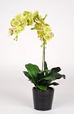 Artificial 23" Double Phalaenopsis Orchid, Lime Green