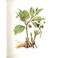Perrin Ltd Ed 1914 Flowering Plant DEADLY NIGHTSHADE