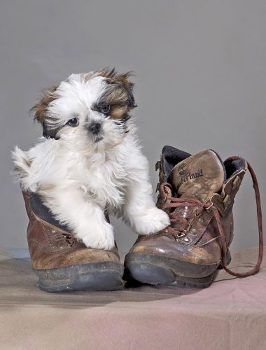 Keeping Puppy Safe and Healthy: Pet Insurance