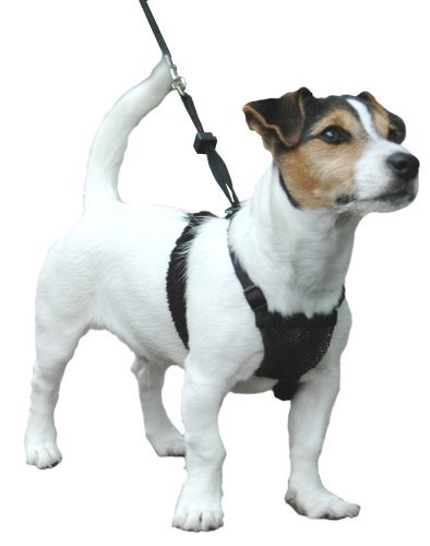 sporn no pull dog harness