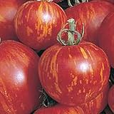 Tigerella - rot-gelb gestreifte Stab-Tomate - alte Sorte - 10 Samen