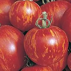 Tigerella - rot-gelb gestreifte Stab-Tomate - alte Sorte - 10 Samen