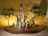 Bonsai Boy's Hawaiian Umbrella Bonsai Tree Rock Landscape<br><i>(arboricola schefflera)</i>