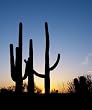 Saguaros at Sunset - Serene 16x20 Photographic Print by Carol M. Highsmith