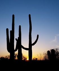 Saguaros at Sunset - Serene 16x20 Photographic Print by Carol M. Highsmith