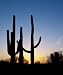 Saguaros at Sunset - Serene 16x20 Photographic Print by Carol M. Highsmith