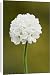 Canvas Prints of Armeria maritima Armada Early White from Science Photo Library