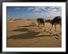 Caravan of Camels Carry Travelers Packs Through the Sahara Desert National Geographic Collection Framed Art Poster Print by Peter Carsten, 49x39