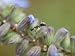 Ant Crawls on Blue Sage Flowers at Spring Creek Prairie Photographic Poster Print by Joel Sartore, 12x16