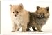 Dog - Pomeranian puppy. Smallest member of the German Spitz Group - 20 Inch Canvas Print (51 cm) by Ardea