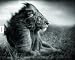 A Shadow Falls: Schatten �ber der Wildnis. Ein Bildband zur Naturfotografie: Mit Beitr�gen von Vicki Goldberg und Peter Singer
