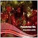 41fUVVAzXHL. SL75  Ideas for Outside Christmas Decor