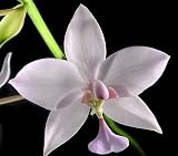 White Philippine Ground Orchid Plant - Spathoglottis