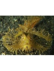 Home: Macro Wall Decals Green Ambon Scorpionfish - 30 inches x 22 inches - Peel and Stick Removable Graphic - WallMonkeys.com